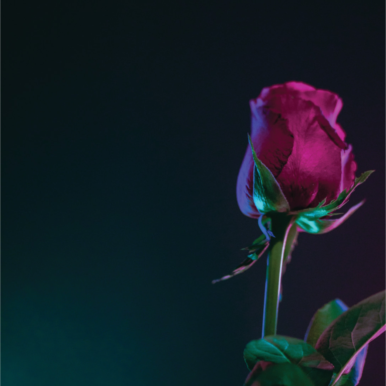 picture of a rose