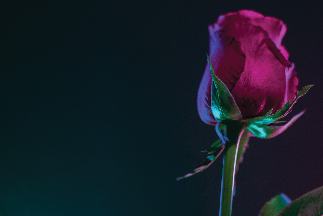picture of a rose